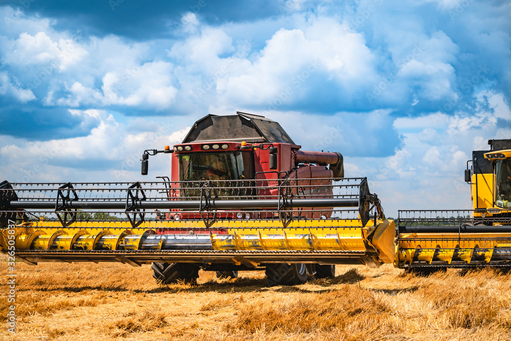 Fototapeta premium Grain harvesting combine in a sunny day. Yellow field with grain. Agricultural technic works in field.