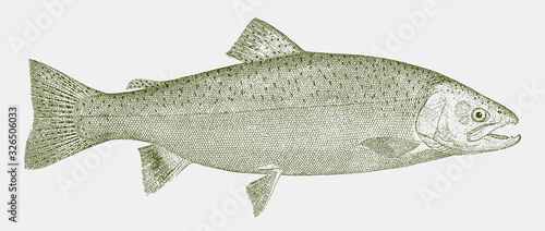 Rainbow trout oncorhynchus mykiss, food fish in profile view