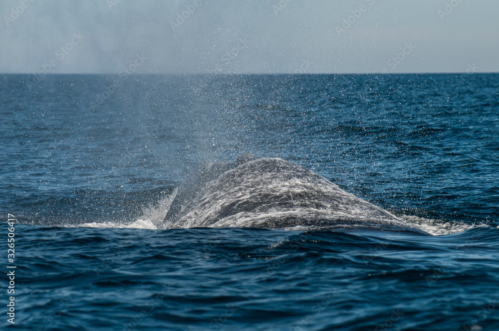 Fototapeta premium Southern Right Whale, Patagonia, Argentina