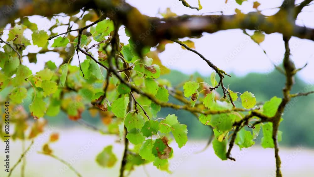 Green leaves on a tree branch in autumn - gently dancing moved by the wind. Green leaves on a tree branch in autumn - gently dancing moved by the wind.