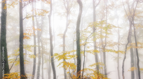 Mysterious dark beech forest in fog. Autumn morning in the misty woods. Magical foggy atmosphere. Autumn Landscape photography