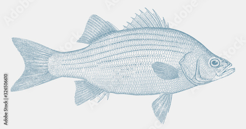 White bass, morone chrysops, a freshwater fish from North America in side view photo