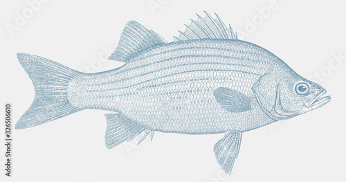 White bass, morone chrysops, a freshwater fish from North America in side view