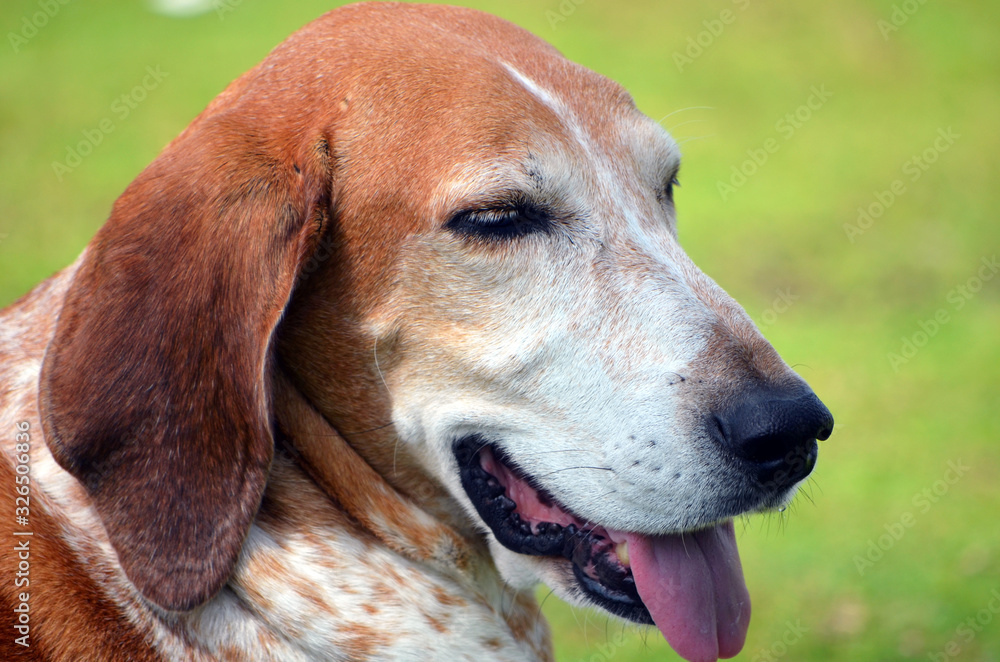 Portrait of a cross bred American English Coonhound