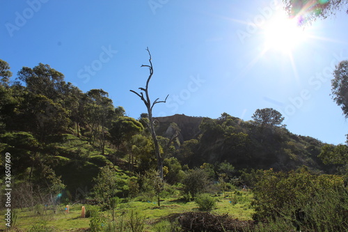 tree in mountains