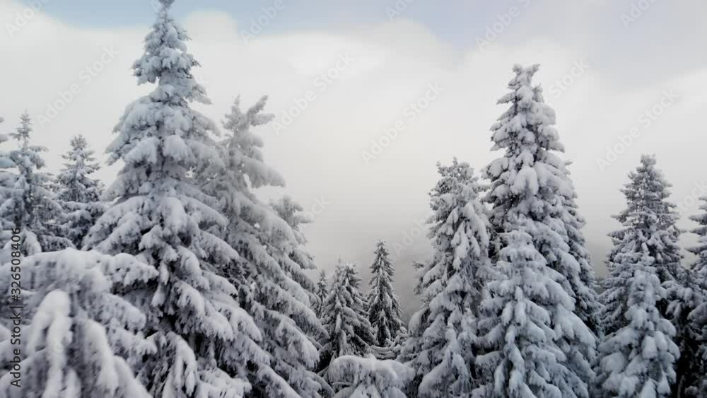Drone flying close between frozen pine trees revealing winter mountain valley. Aerial snow covered landscape scene Drone flying close between frozen pine trees revealing winter mountain valley. Aerial snow covered landscape scene