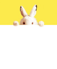 White easter rabbit with sheet for a text writing. Easter concept.