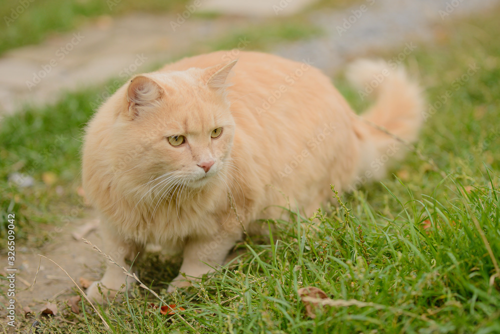 Light red fluffy peach beautiful cat hunt in the grass.