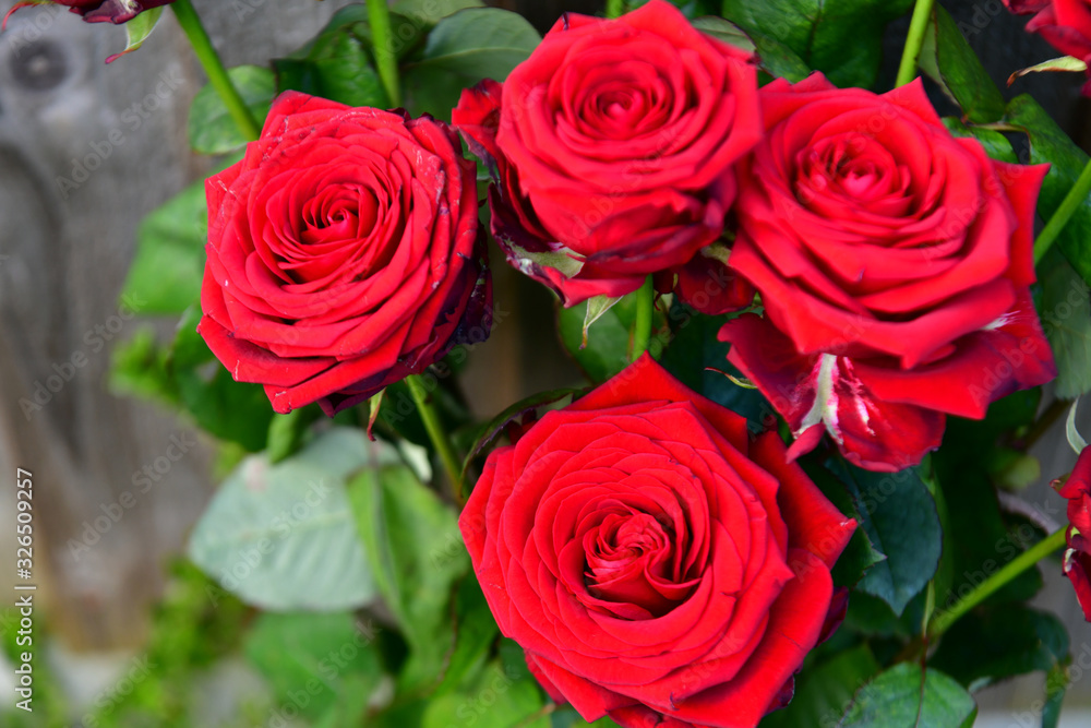 bouquet of red roses bouquet of red roses