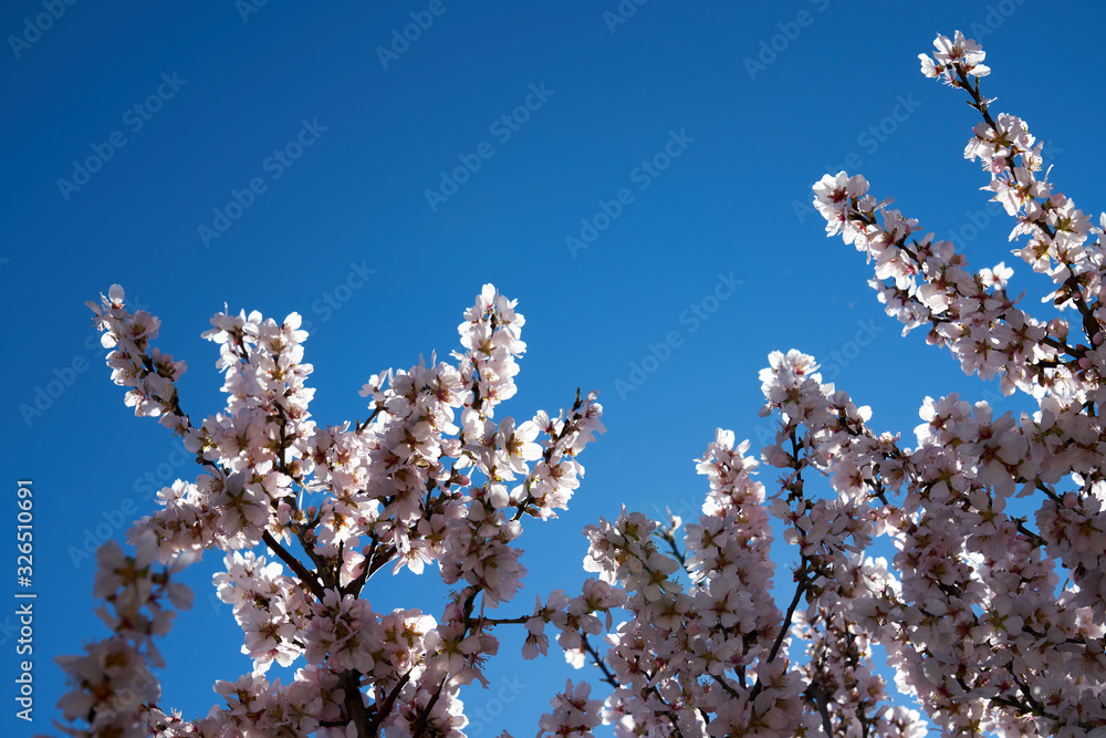 pretty almond blossoms in spring