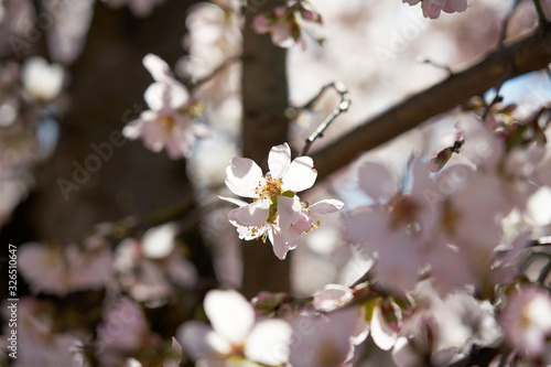 pretty almond blossoms in spring