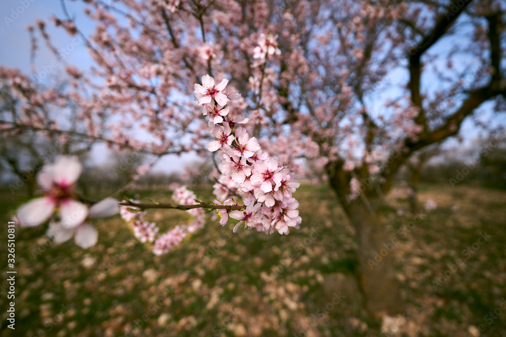 pretty almond blossoms in spring