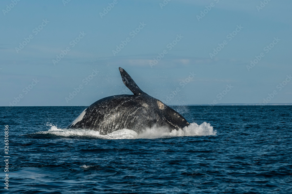 Fototapeta premium Southern Right Whale, Patagonia, Argentina