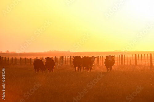 Cattle in Pampas landscape at dusk, Patagonia, Argentina © foto4440