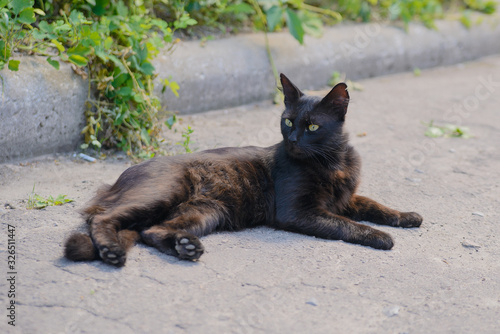 Black thin cat lies on a concrete path against a background of greenery