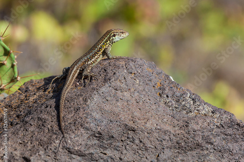 Spotted lizard enjoying sunlight on the stone on the natural blurred background  selective focus.