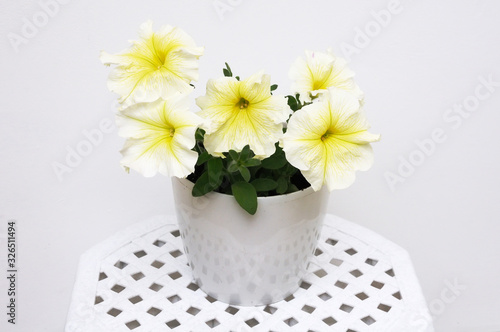 White petunia flower growing in a white pot