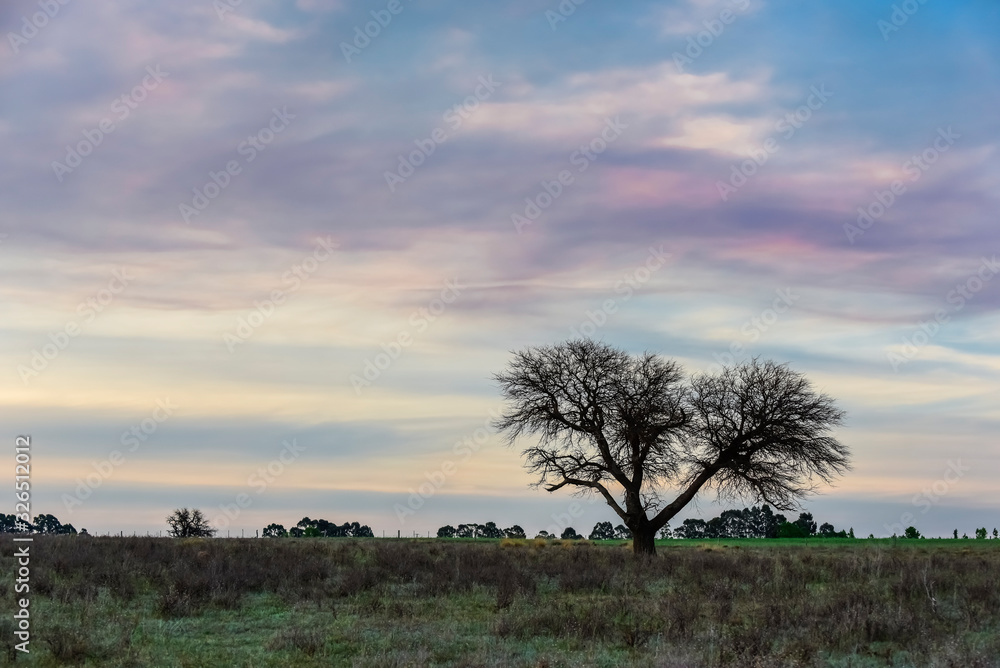 Pampas sunset landscape, La pampa, Argentina Pampas sunset landscape, La pampa, Argentina