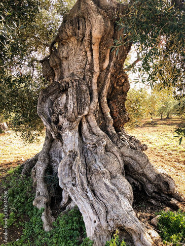 Secular olive trees in Puglia