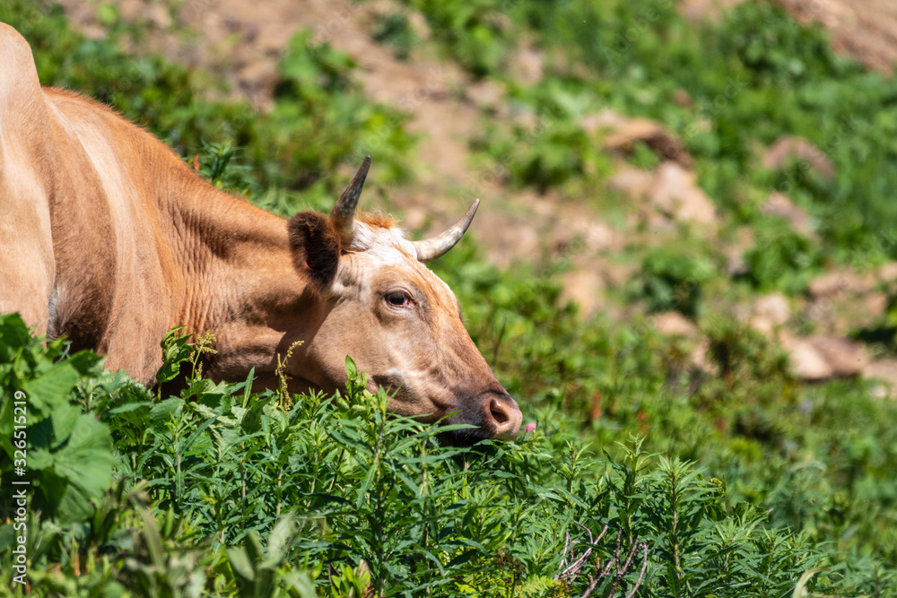Fototapeta premium A cow grazes in an alpine meadow