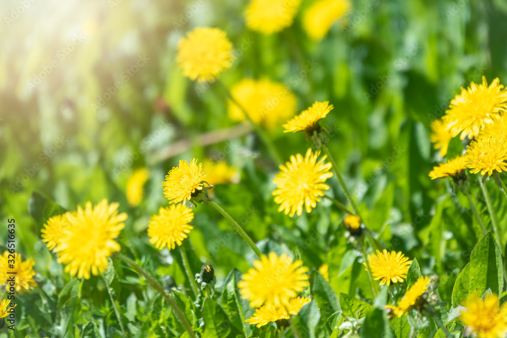 Field of yellow dandelions Field of yellow dandelions