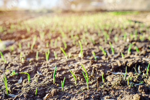 the first shoots of plants on agricultural beds. the first flowers sprout from the earth.