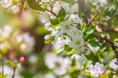 White blossoming apple trees in the sunset light