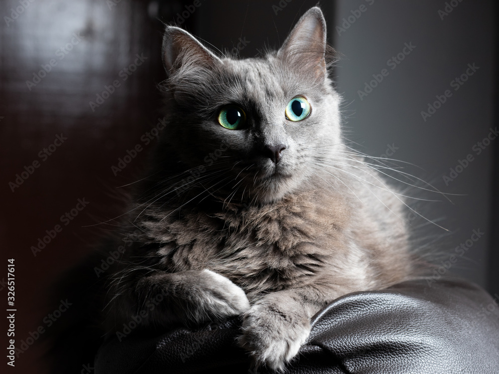 Grey cat with little vertical pupils and green eyes. Little yellow color in cat eyes Stock Photo