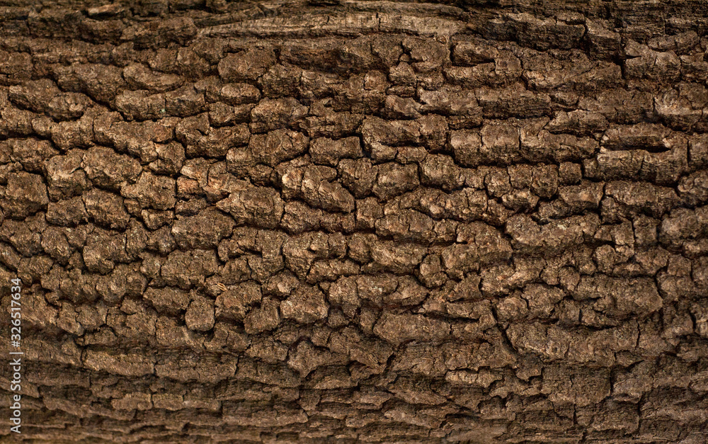 Embossed texture of the bark of oak. Panoramic photo of the oak texture.
