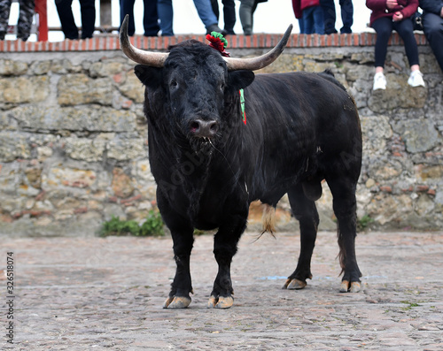 a strong bull running on a traditional spectacle of bullfight 