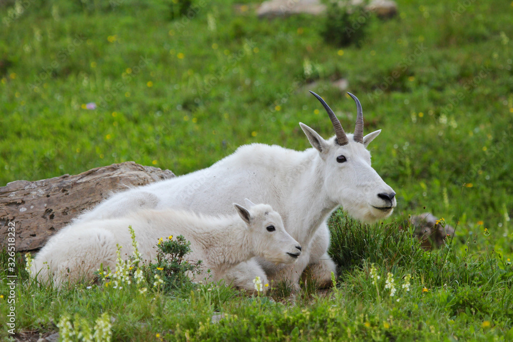 Mountain goat mother and kid sitting in a green meadow in Glacier National Park Mountain goat mother and kid sitting in a green meadow in Glacier National Park