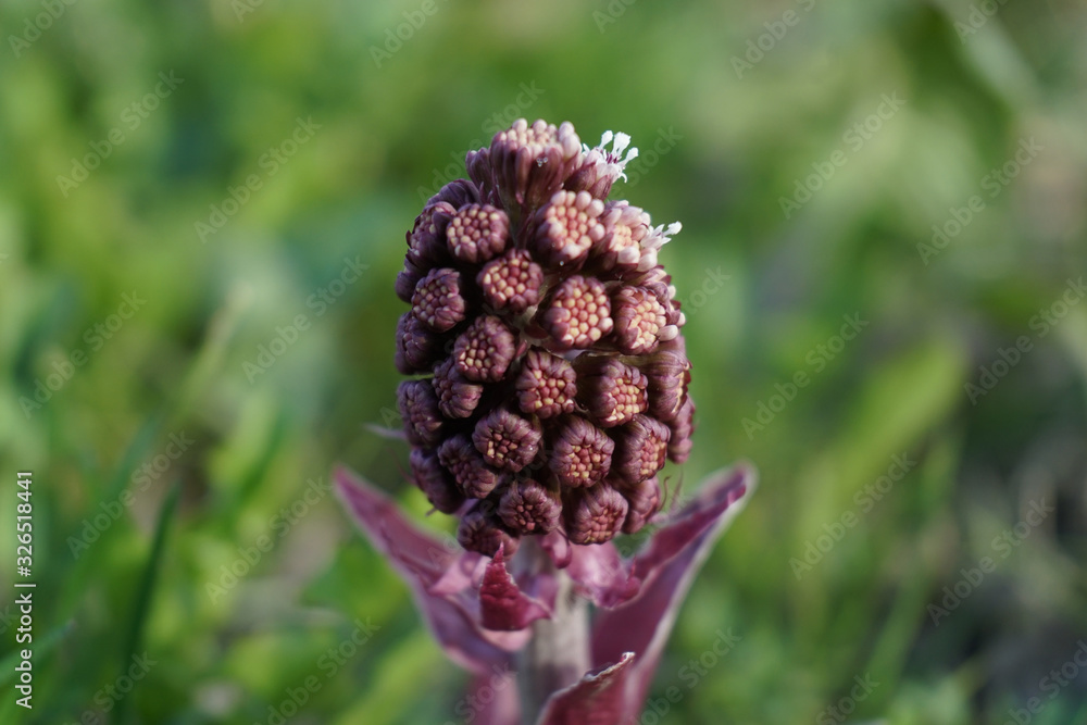 Nece blossoming weed plant on a field. Nece blossoming weed plant on a field.