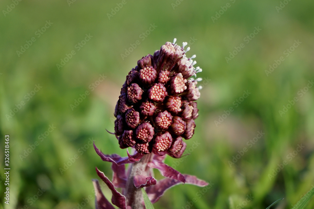 Lillac blossom of interesting plant in spring. Lillac blossom of interesting plant in spring.