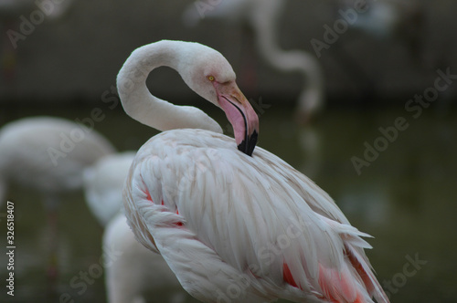 Macro portrait of greater Flamingo ( phoenicopterus roseus ) in a lake with green background in South Africa