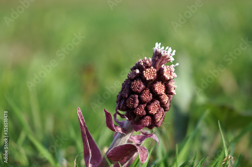 Nece blossoming weed plant on a field. photo