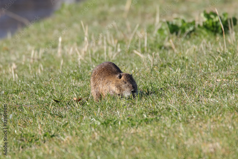 Obraz premium 日本で野生化したヌートリア