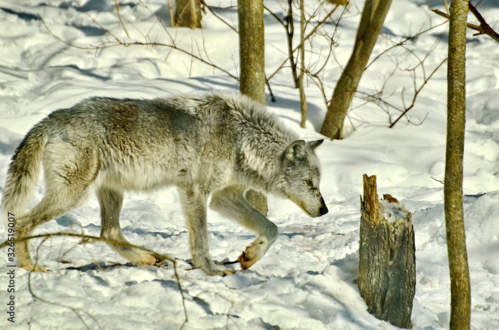 Obraz premium Gray Wolf in winter snow