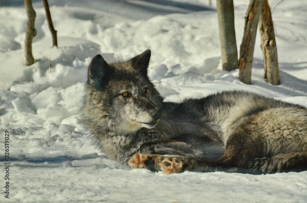 Naklejka premium Gray Wolf in winter snow