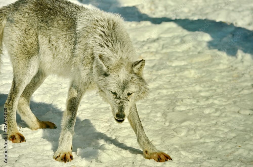 Fototapeta premium Gray Wolf in winter snow
