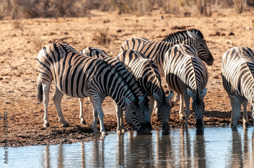 A group of Burchell s Plains zebra -Equus quagga burchelli- drinking from a waterhole in Etosha National Park  Namibia.