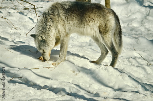 Gray Wolf in winter snow © Bob