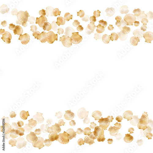 Oceanic scallop bivalve pearl shells gold mollusks