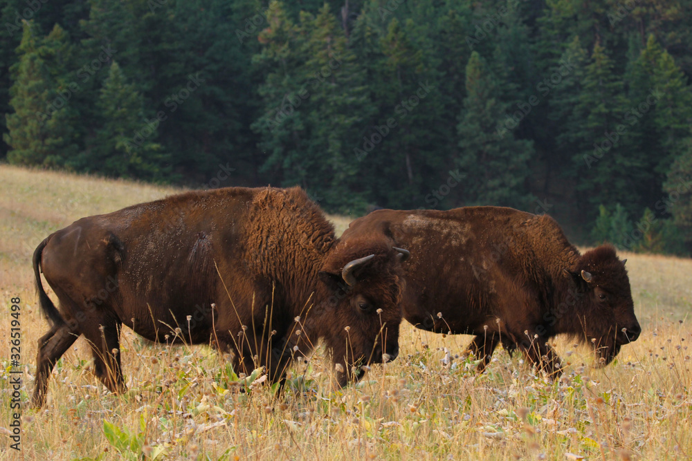 Wild Bison buffalo in a field