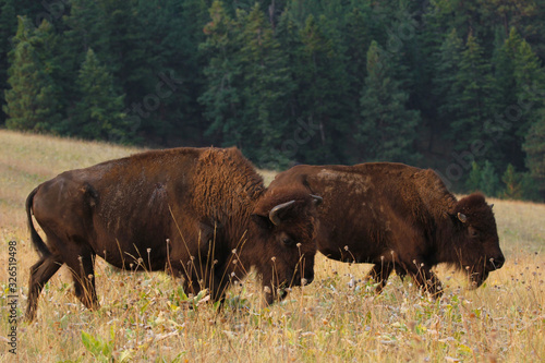 Wild Bison buffalo in a field