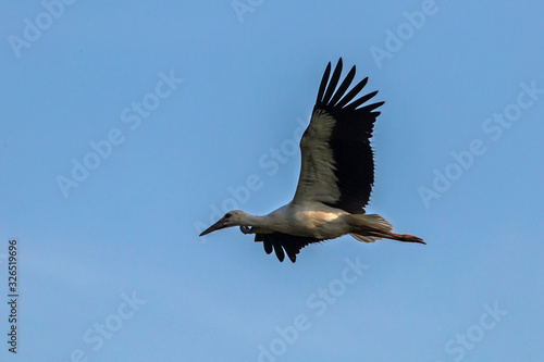 Young white stork flying on the blue sky. White stork (Ciconia ciconia)