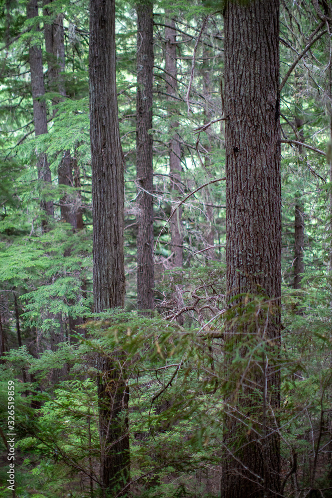 Obraz premium Roosevelt Cedar Grove