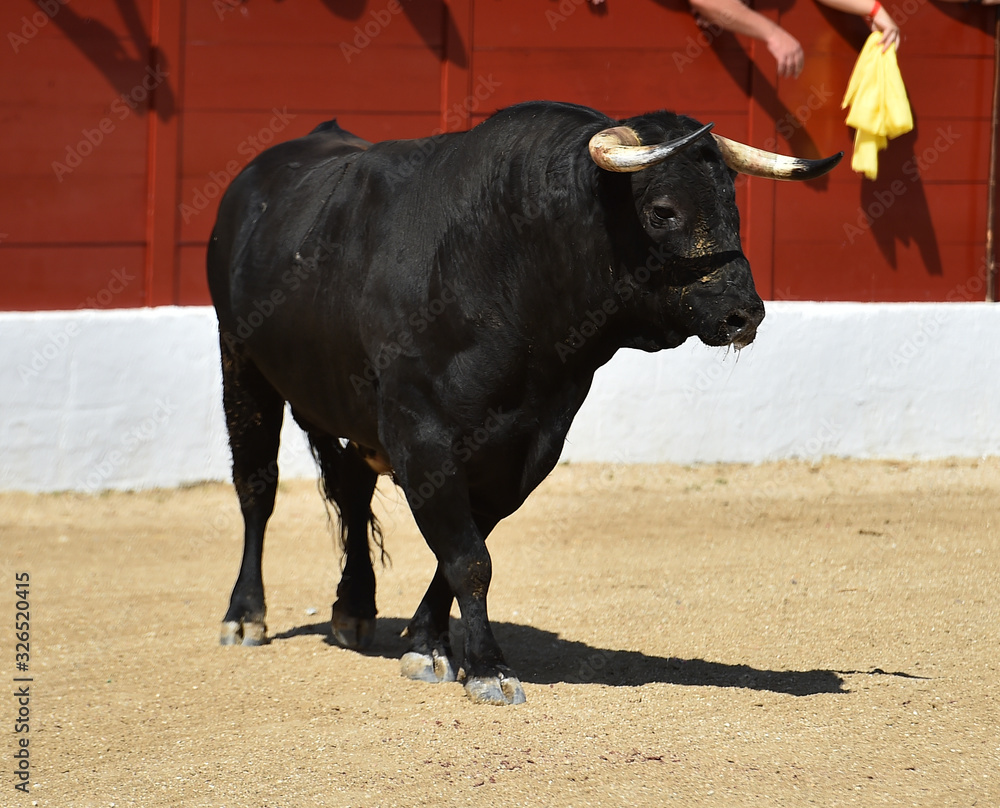 gran toro español en una plaza de toros gran toro español en una plaza de toros