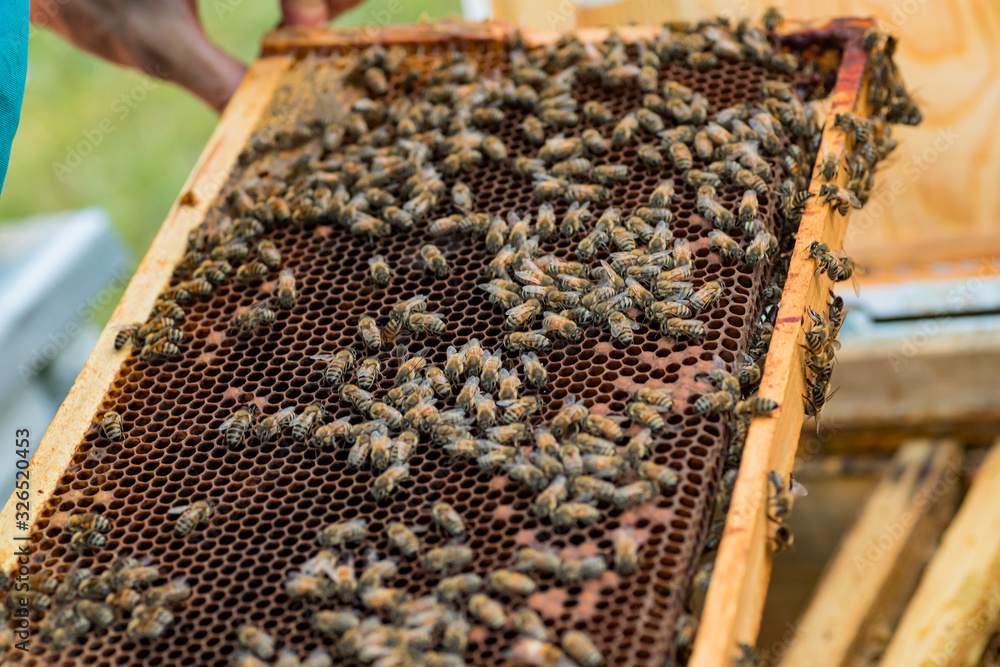 Bees on dark old wax with sealed brood and open cells with honey. Bees on dark old wax with sealed brood and open cells with honey.