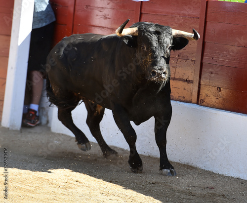 gran toro español en una plaza de toros