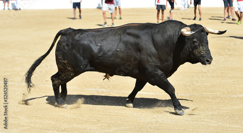 gran toro español en una plaza de toros